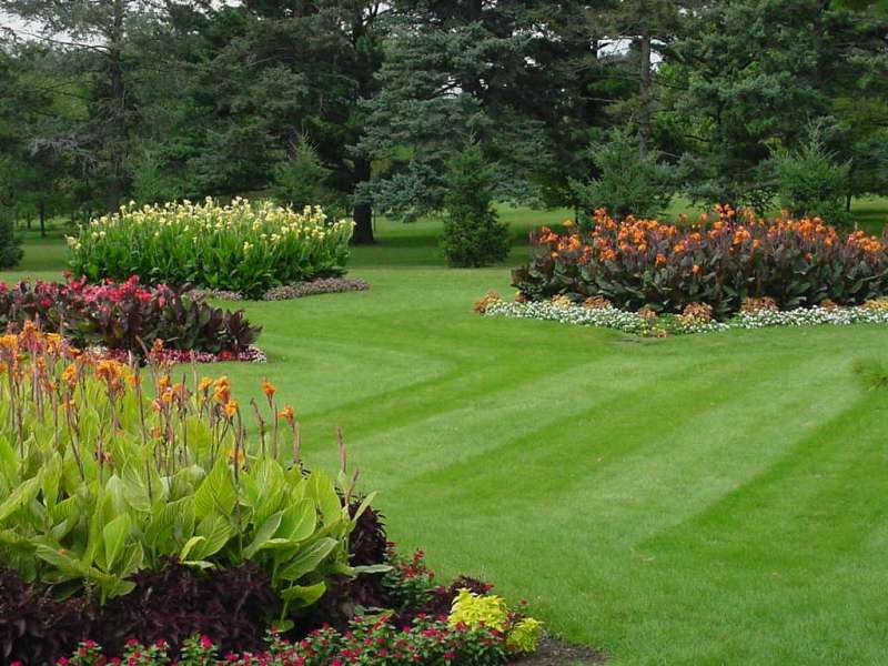 Stump Grinding